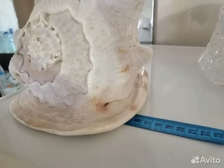 Ракушка морская большая