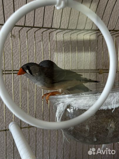 Зебровые амадины