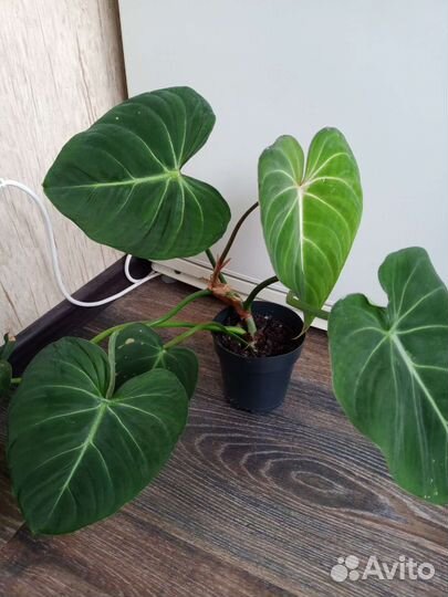 Филодендрон Глориозум