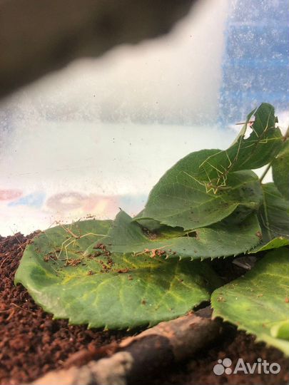 Палочник аннамский