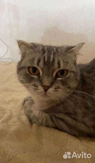 Вислоухая кошка