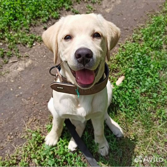 Кинолог. Дрессировка собак. Воспитание щенков