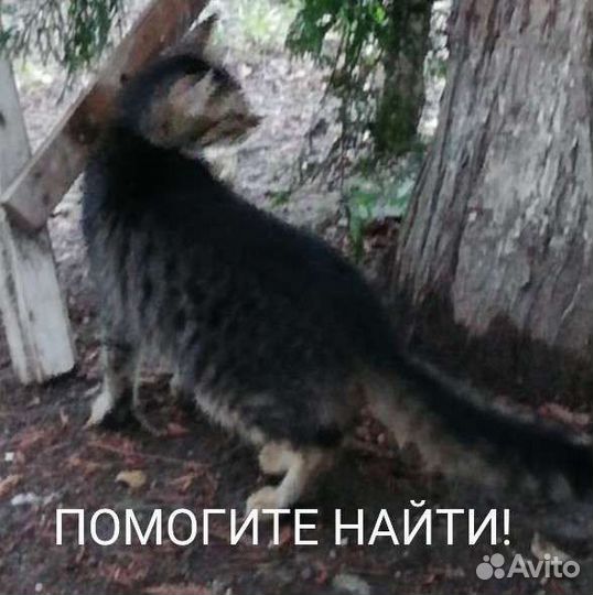 Кот кастрированый