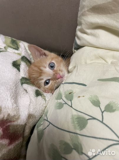 Кот в сапогах Гато