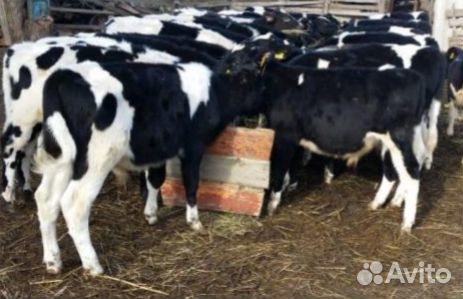 Бычки телята выпоенные от 2.5мес до 4мес