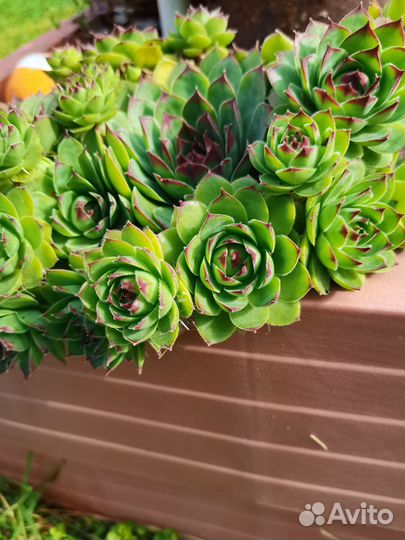 Суккуленты Молодило Каменная роза Почвокровники