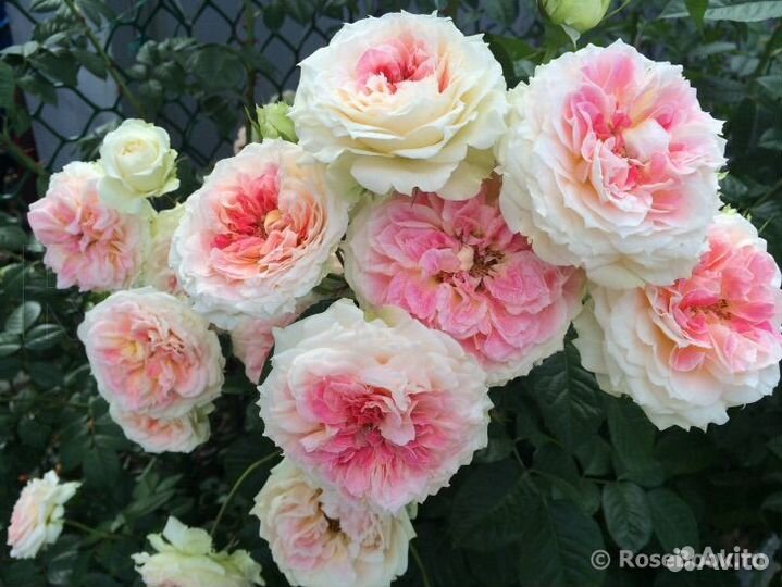 Роза плетистая Цезарь