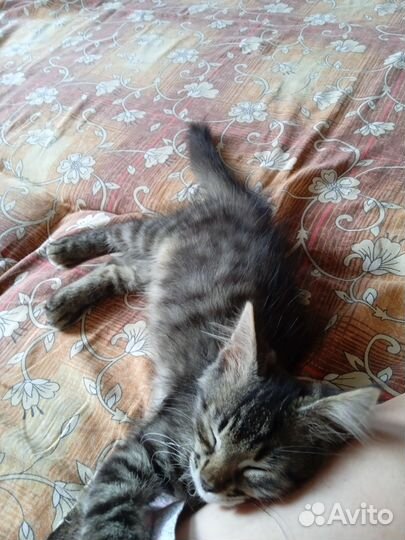 Отдам кота в добрые руки за символическую плату