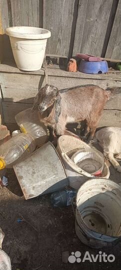 Нубийские козлята