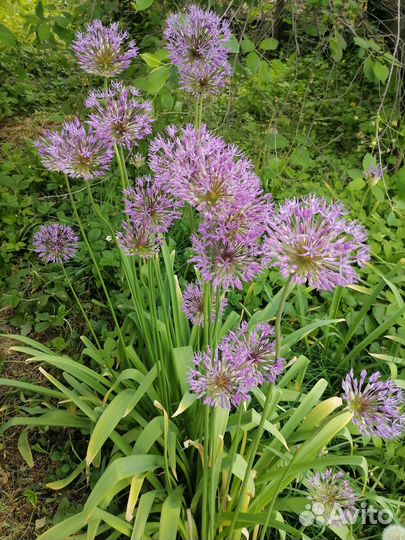 Лук декоративный