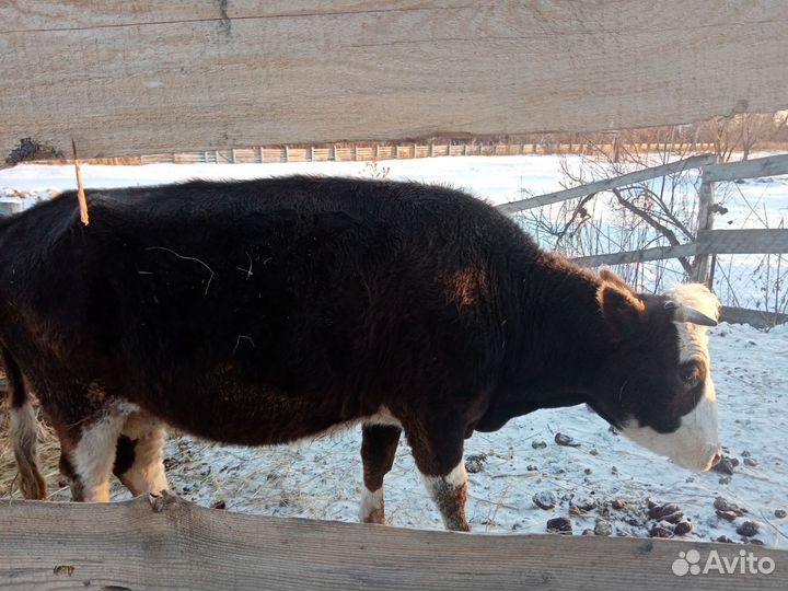 Корова стельная дойная