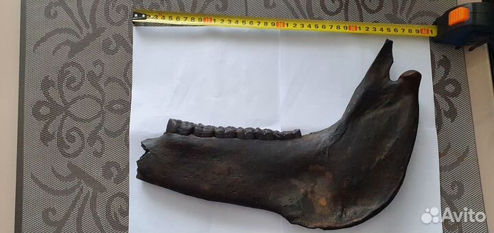 Челюсть доисторической лошади