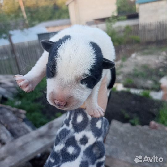 Отдам щенят в добрые руки