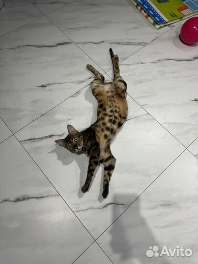 Бенгальский кот