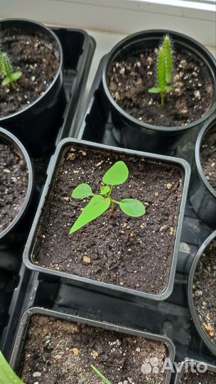 Сеянцы папайи