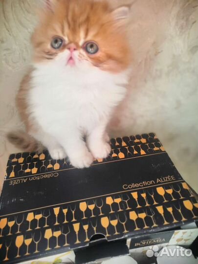 Котята персидские