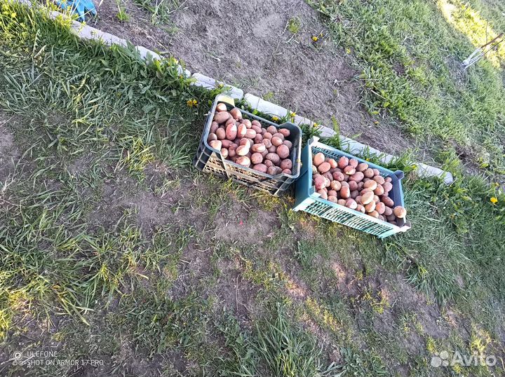 Отдам семенной картофель