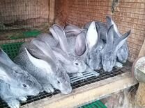 Кролики Ризен