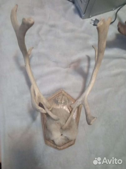 Рога оленя