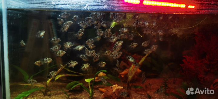 Мальки рыбок