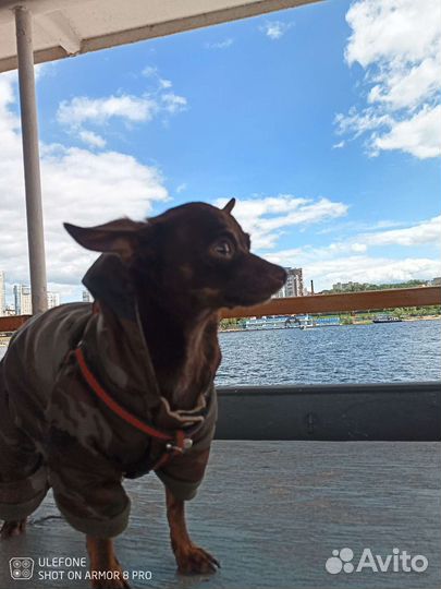 Вязка Той-теръер мини мальчик