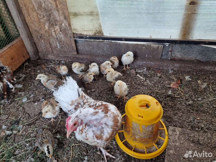 Курица Бентамка и 8 цыплят