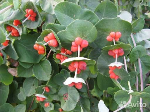 Жимолость Каприфоль