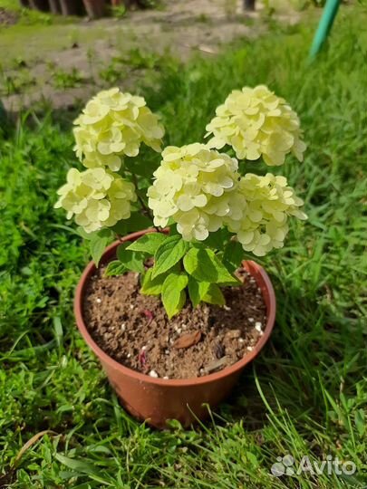 Гортензия Пандора (Pandora)