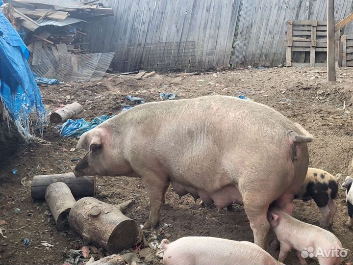 Домашняя свинья