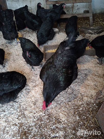 Инкубационное яйцо