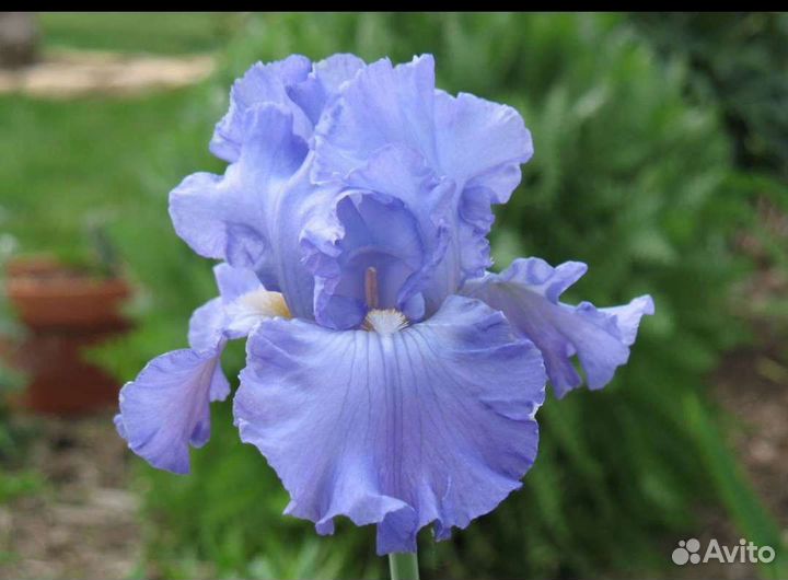 Ирисы сортовые