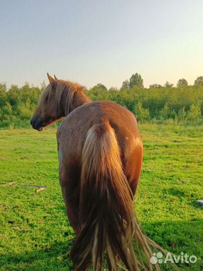 Лошадь жеребец