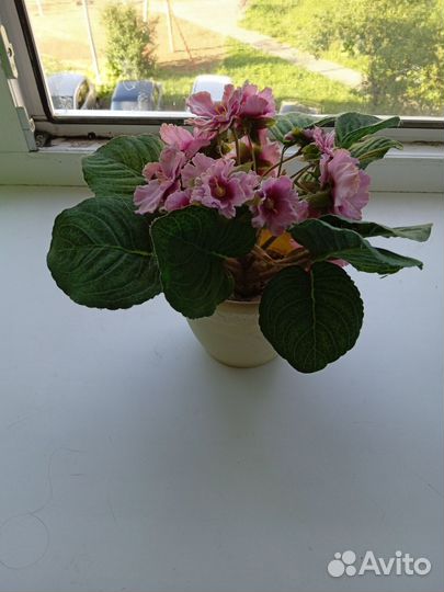 Фиалка имитация