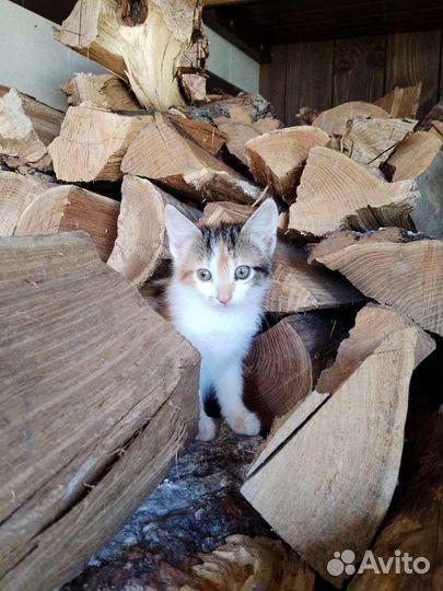 Котята в добрые руки бесплатно