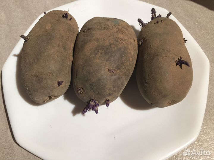 Картофель фиолетовый