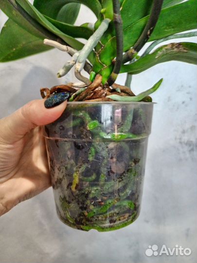 Орхидея фаленопсис бабочка