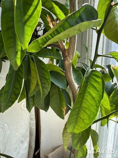 Мандариновое дерево 1,5 метра