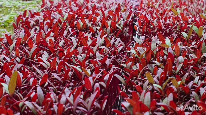 Оборудование для гидропоники/сити-фермы