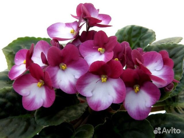 Сортовые фиалки (стартеры)