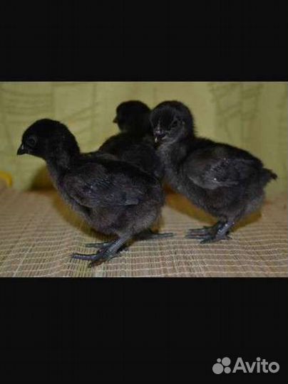 Цыплята ухейилюй