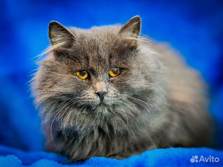 Персидский котенок Мелисса в добрые руки