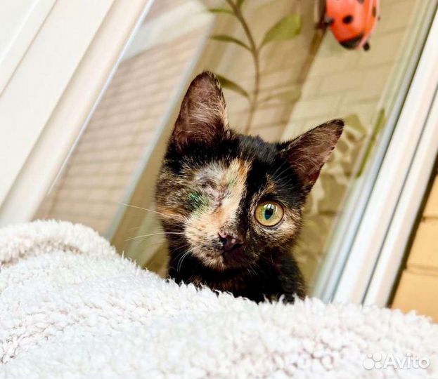 Особенная котёнок Корица