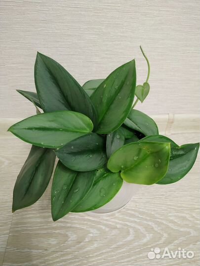 Сциндапсус эпипремнум экзотика и мунлайт жасмин