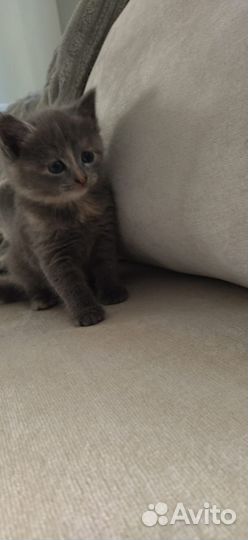 Кошка