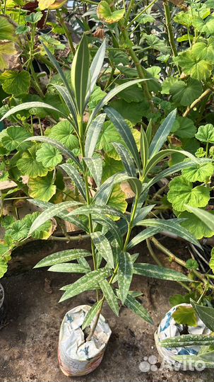 Олеандр махровый