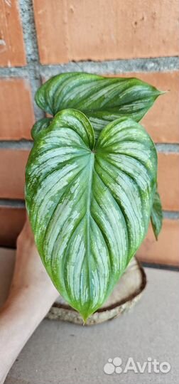 Филодендрон мамей