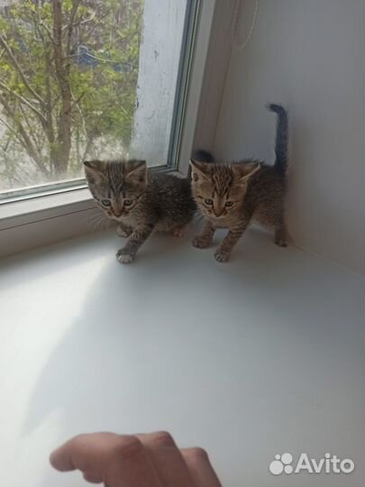 Котята отдам в добрые руки бесплатно