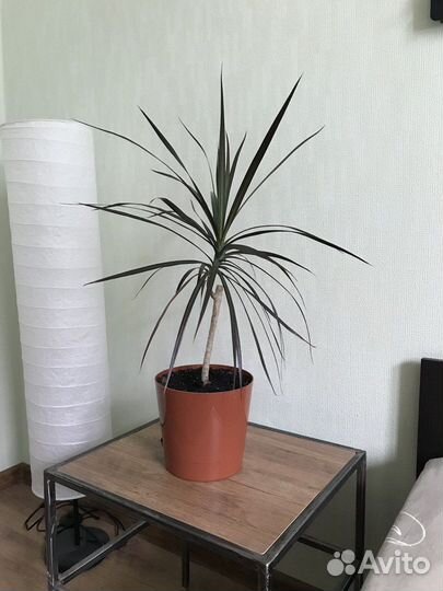 Комнатные цветы драцена