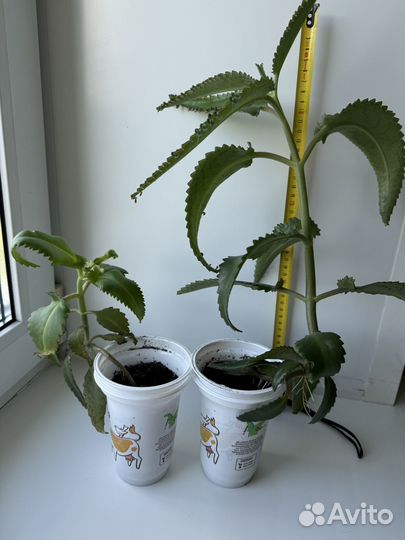 Каланхоэ Дегремона (лечебный)