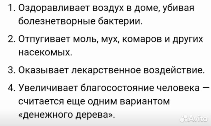 Мята домашняя, плектрантус